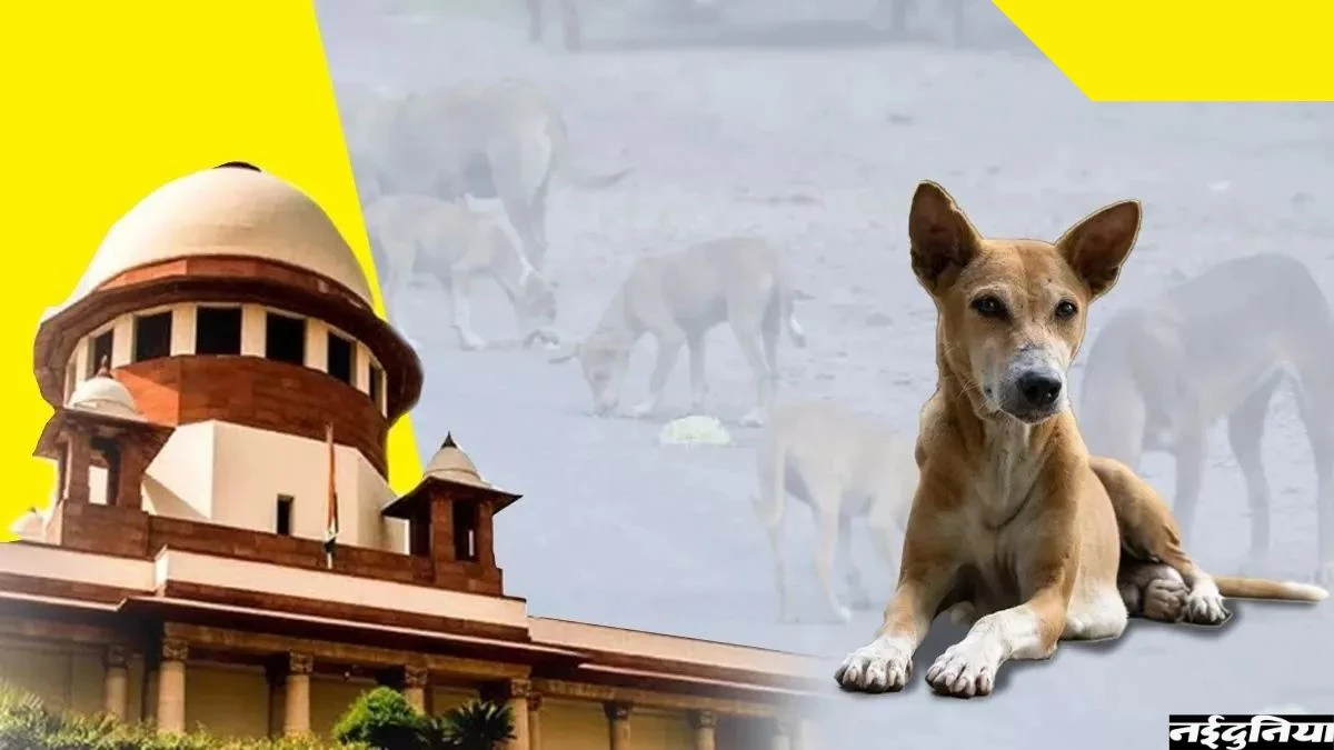 रायपुर में सुप्रीम कोर्ट के आदेशों की अनदेखी, अब तक आवारा कुत्तों को खिलाने के लिए नहीं तय हुईं जगहें