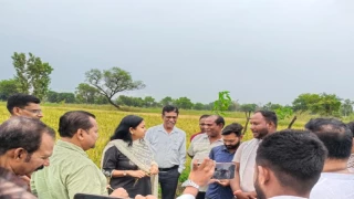 35 हजार रुपये क्विंटल है काले चावल की कीमत, छत्तीसगढ़ के इस जिले में हो रही पैदावार