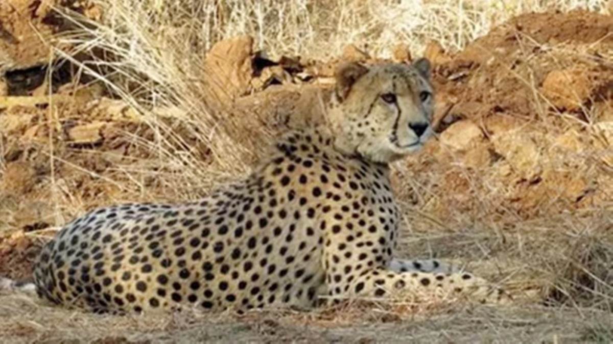 Cheetah in MP: मध्य प्रदेश में हुई चीते की गोली मारकर हत्या की जांच करेगी केंद्र सरकार की हाई-लेवल टीम
