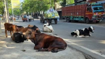 योगी सरकार ने निराश्रित गोवंश के भरण-पोषण के लिए 69.16 करोड़ किए स्वीकृत, गोसेवा आयोग को पहली किस्त के रूप में 34.58 करोड़ जारी