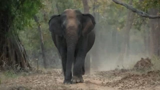 उमरिया में जंगल से लगे क्षेत्र में रहने वालों के लिए राहत, हाथियों ने उजाड़े आशियाने; अब घर बनाकर देगा वन विभाग