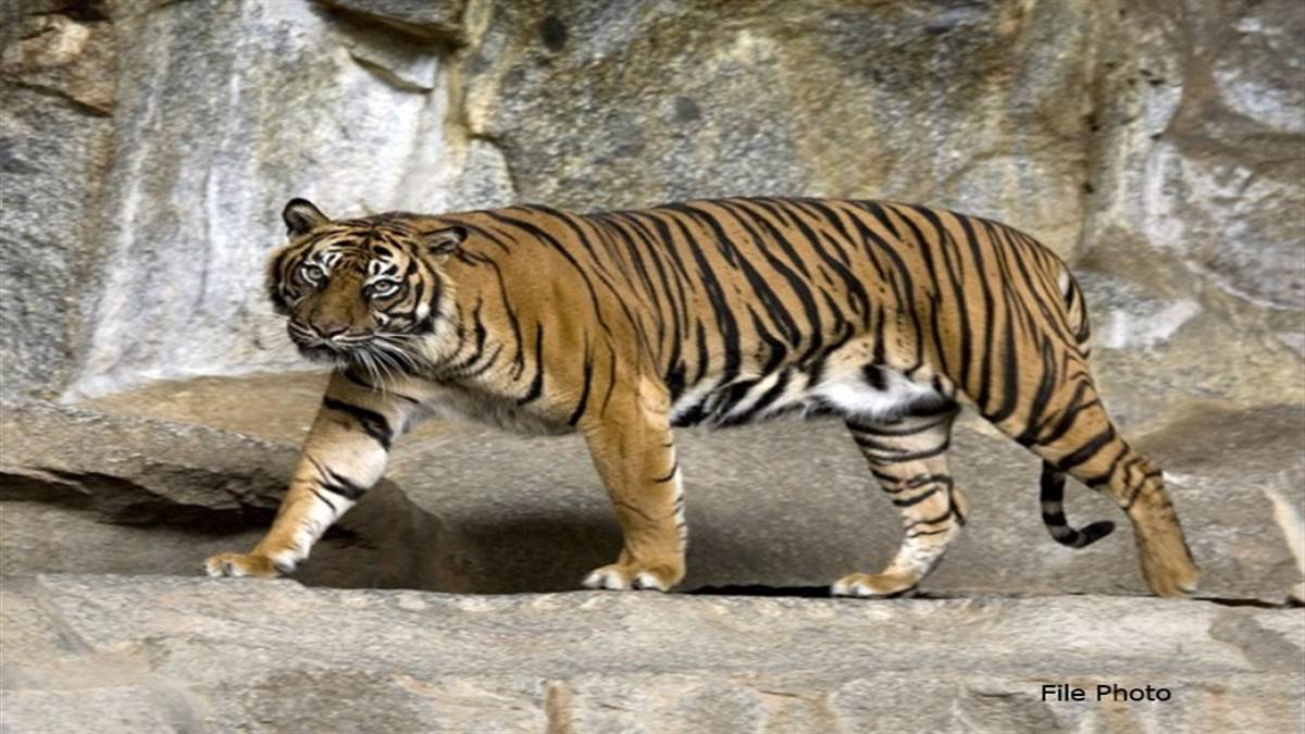 इंद्रावती टाइगर रिजर्व में नए बाघ मिलने की पुष्टि, कैमरे में कैद हुई तस्वीर, बाघ की मुवमेंट पर रखी जा रही नजर