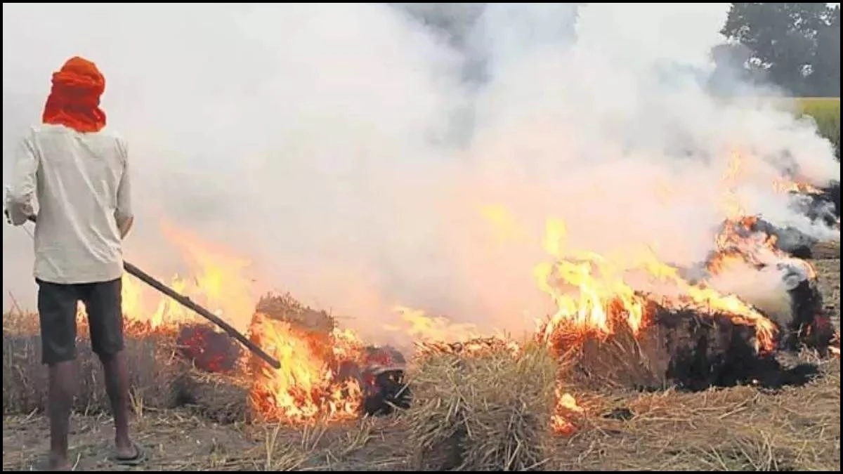 Stubble Burning: पिछले साल से इस बार ज्यादा जली पराली, सख्ती के बावजूद नहीं थम रहा सिलसिला, ये जिले सबसे आगे