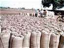 Jabalpur News: चार लाख टन का उपार्जन, भुगतान 25 प्रतिशतधान-खरीदी के भुगतान में तेजी लाने के लिए अधिकारियों को दिए गए निर्देश