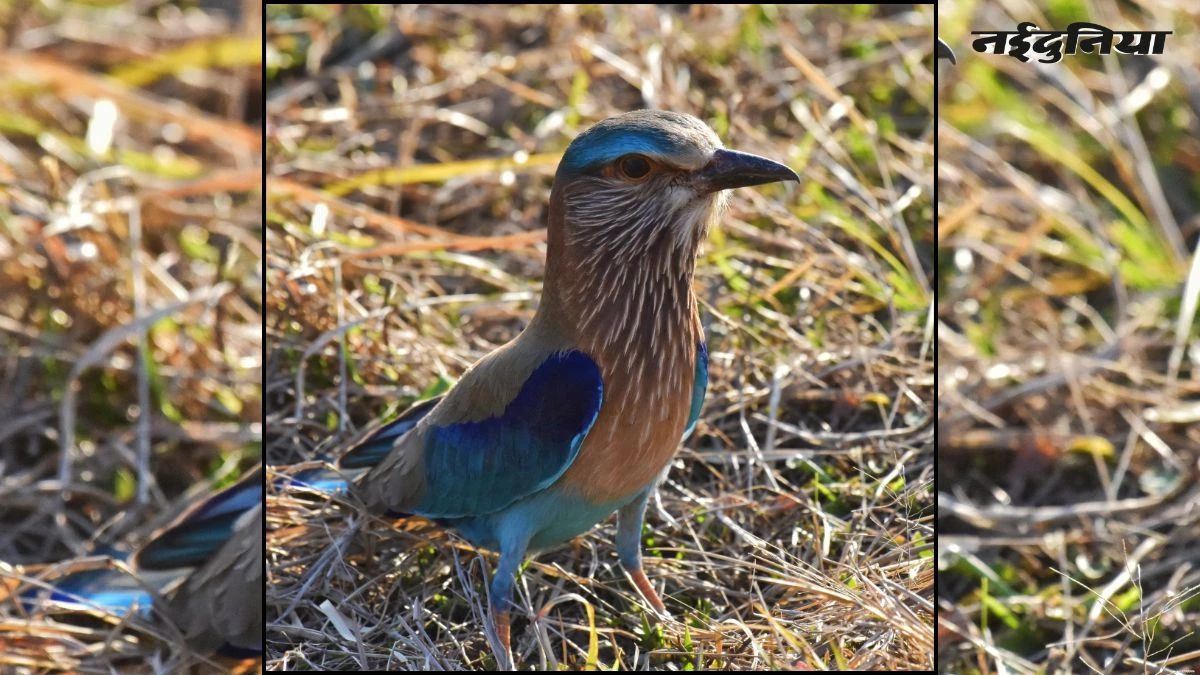 MP में पहली बार राज्यव्यापी 'बर्ड काउंट', 3 और 4 जनवरी को होगी पक्षियों की गणना, विदेशी मेहमानों का भी बनेगा डेटाबेस