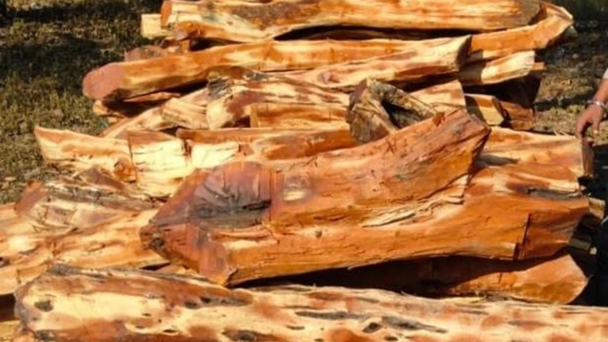 बढ़ी ठंड तो खूंटी पर टांगे नियम, जबलपुर में अलाव जलाने के लिए बांटी जा रही लकड़ी