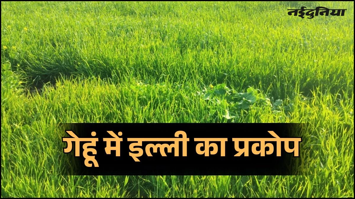 खंडवा में गेहूं की फसल पर 'इल्ली' का हमला, पीले होकर दम तोड़ रहे पौधे, रातों-रात जड़ों को चट कर रहा हेड आर्मी वर्म