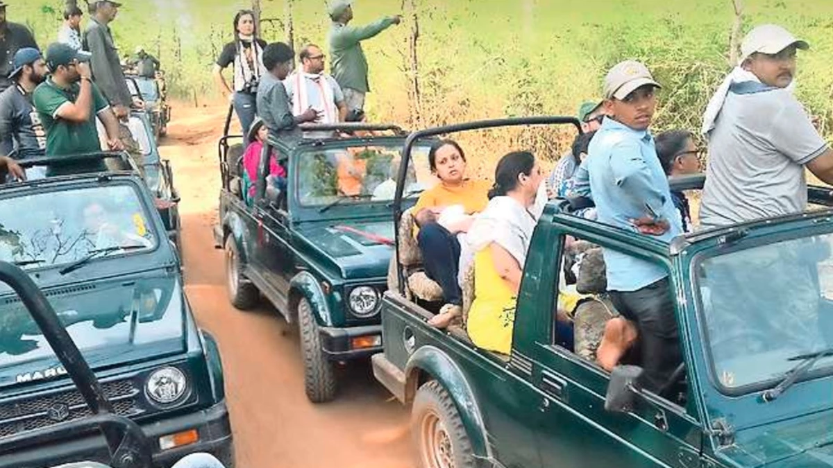 जंगल में नए साल का जश्न, दस दिन देसी-विदेशी पर्यटकों से गुलजार एमपी के टाइगर रिजर्व