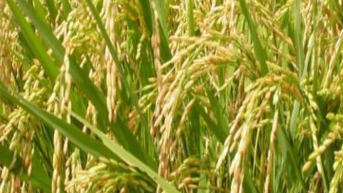 CG News: सुगंधित चावल प्रजाति नगरी दुबराज को मिला GI टैग किसानों को मिलेगा व्यापारीकरण का विशेषाधिकार - CG News Fragrant rice variety Nagari Dubraj gets GI tag farmers will get the