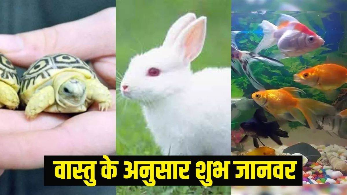 Vastu tips for Animal: वास्तु शास्त्र के अनुसार ये जानवर होते हैं शुभ ...