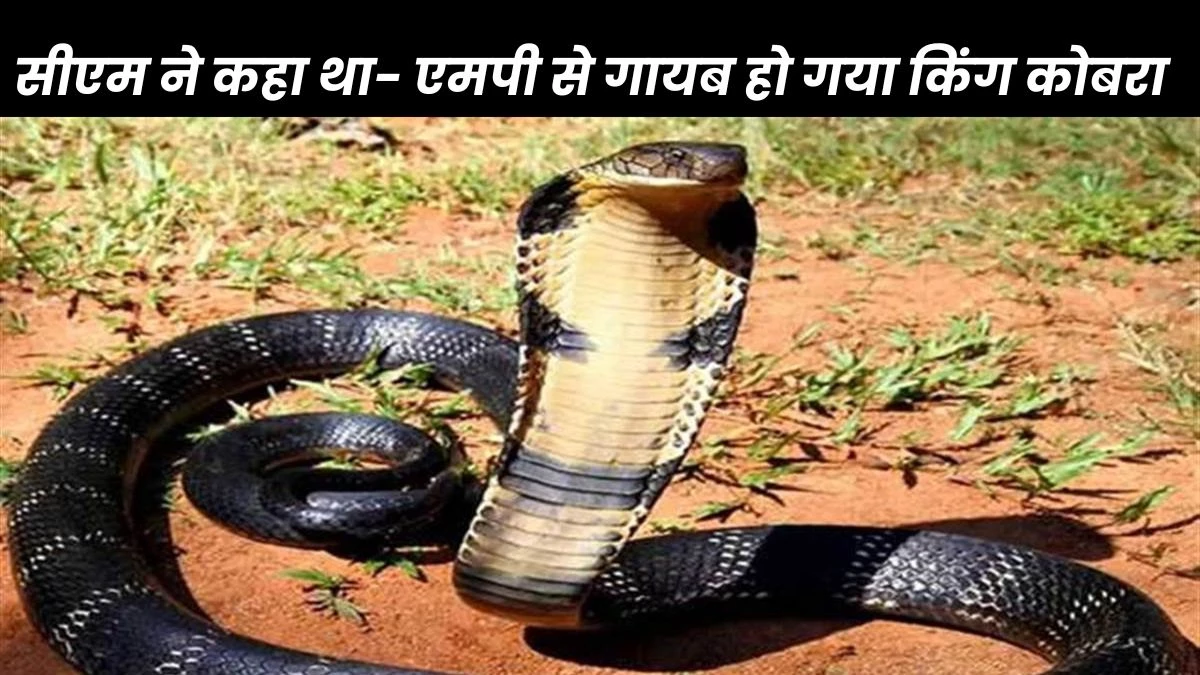 Snake in MP: मध्य प्रदेश में सांपों की गणना के लिए सीएम ने दिए निर्देश, उलझन में वन विभाग- कैसे कराएं