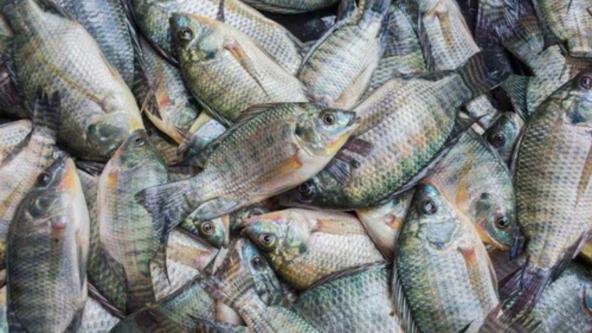 अमेरिका और गल्फ देशों में जाती है धमतरी जिले की तिलापिया मछली, अमेरिका-ईरान युद्ध का पड़ा असर, निर्यात बंद