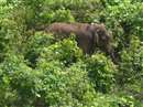 Bhopal Forest News: First shifting of elephants stuck with their disease, Corona stuck for two years