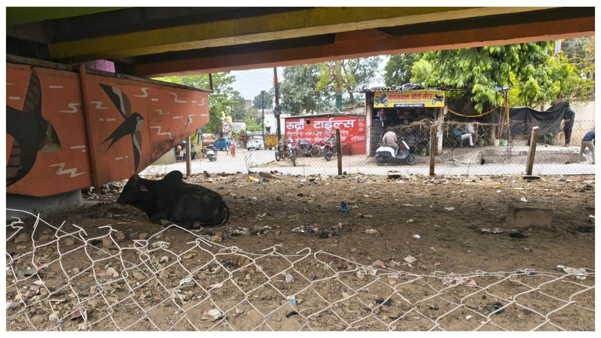 स्मार्ट सिटी बिलासपुर के दावों को फिर लगा ग्रहण, महाराणा प्रताप चौक फ्लाईओवर के नीचे की हरियाली उजाड़