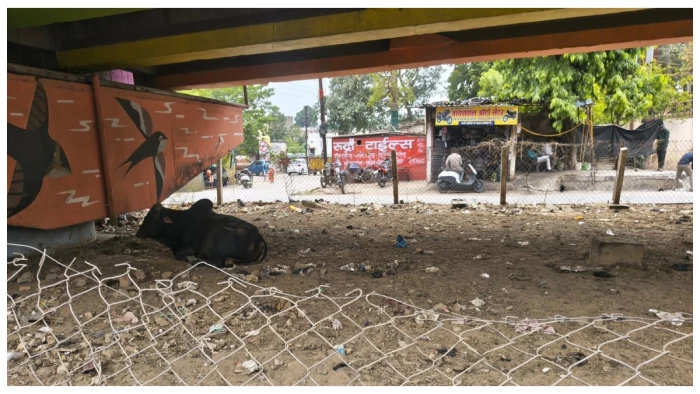 स्मार्ट सिटी बिलासपुर के दावों को फिर लगा ग्रहण, महाराणा प्रताप चौक फ्लाईओवर के नीचे की हरियाली उजाड़