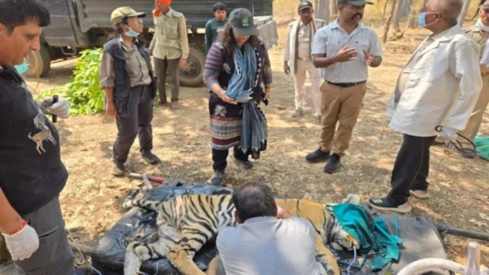 बांधवगढ़ में बाघ की मौत की जांच करेगा एनटीसीए