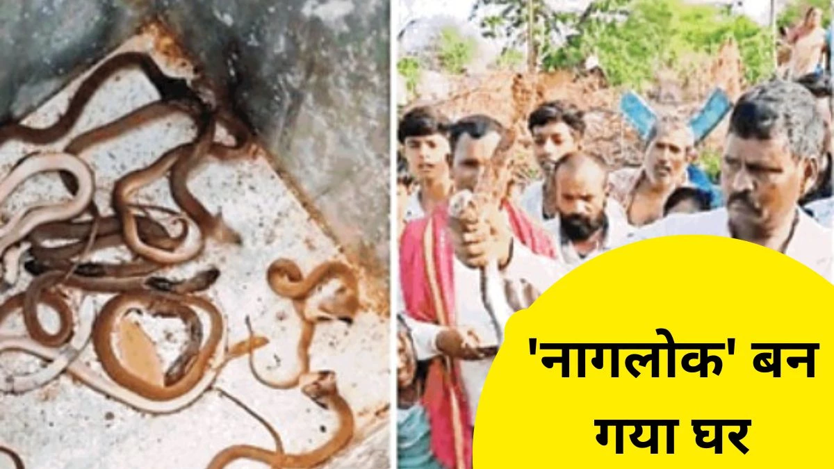 CG News: छत्तीसगढ़ में एक ही घर से निकले 35 सांप, इलाके में मच गई सनसनी