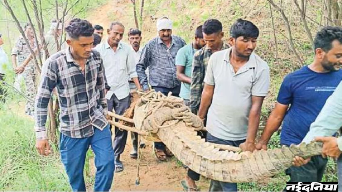 लकड़ी समझ कर पास पहुंचे ग्रामीण, निकला 10 फीट का विशाल मगरमच्छ