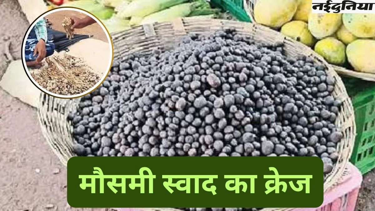 Futu Price: छत्तीसगढ़ में इस सब्जी का जबरदस्त क्रेज, 1000 रुपये किलो तक पहुंची कीमत