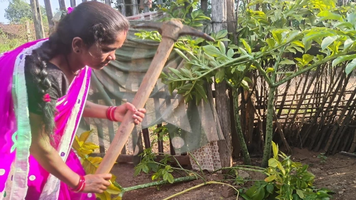 राजनांदगांव में पद्मश्री फुलबासन ने जमीन के नीचे से ढूंढ निकाले चार करोड़,  427 गांवों की 9936 महिलाओं की जिमीकंद ने बदली तकदीर