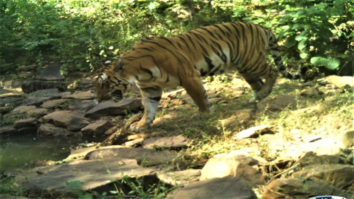 International Tiger Day 2022: रातापानी अभयारण्य में लड़ने के बजाय
