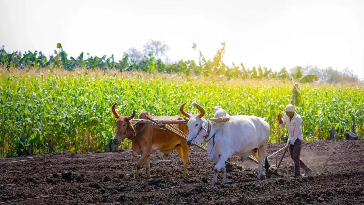 CG News: आधुनिक तकनीक से खेती में बदलाव, पैडी ट्रांसप्लांटर से लागत कम, उत्पादन अधिक