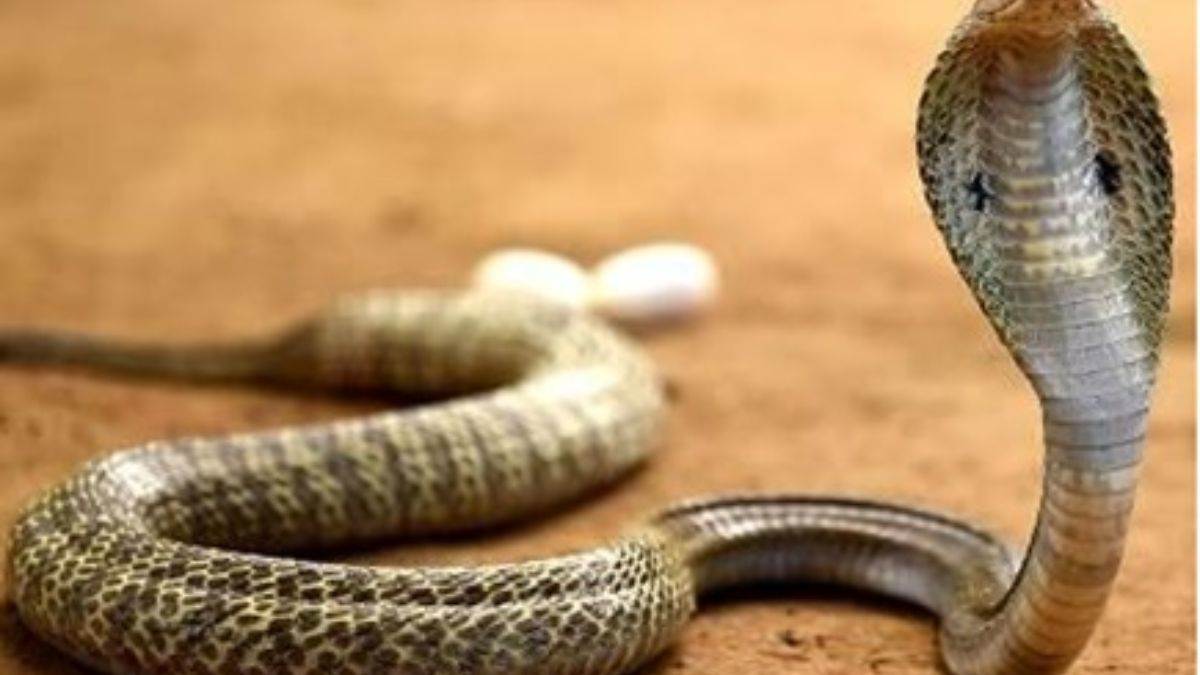 इंदौर में Nag Panchami पर वन विभाग की बड़ी कार्रवाई, सपेरों से 28 सांपों को कराया आजाद