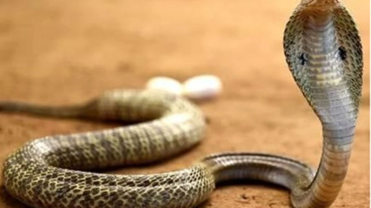 इंदौर में Nag Panchami पर वन विभाग की बड़ी कार्रवाई, सपेरों से 28 सांपों को कराया आजाद