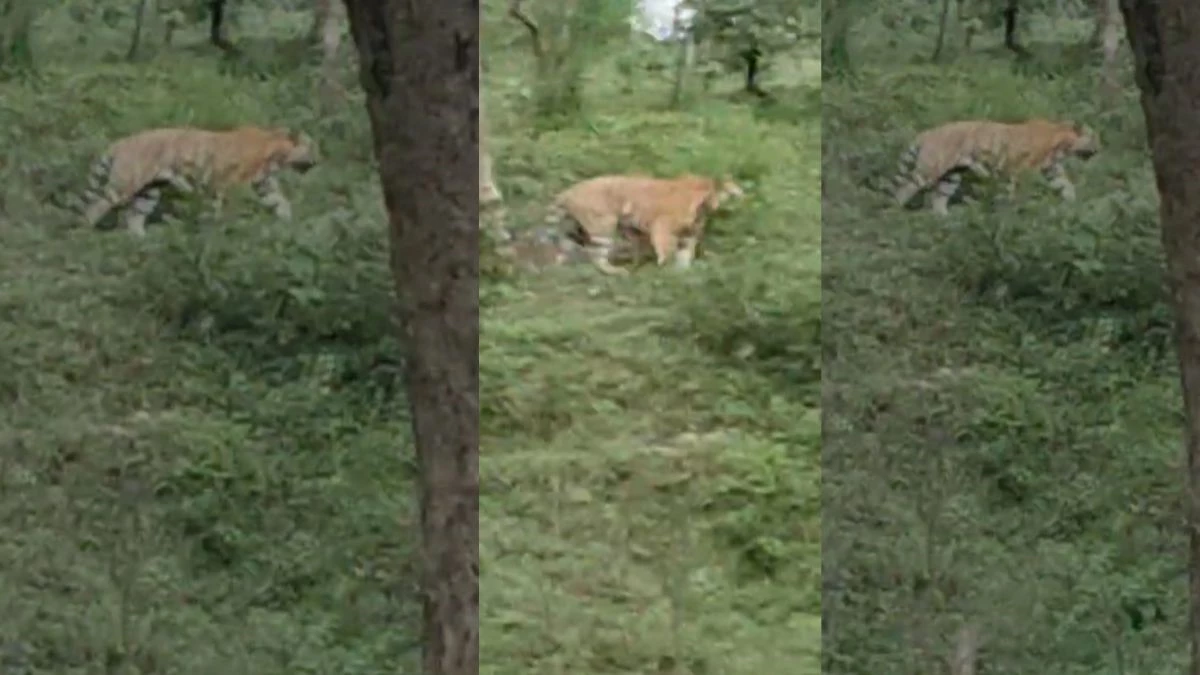 MP News: उमरिया के घुनघुटी गांव में स्कूल के पास नजर आया बाघ... हाईवे पर लगा जाम, गांव में दहशत