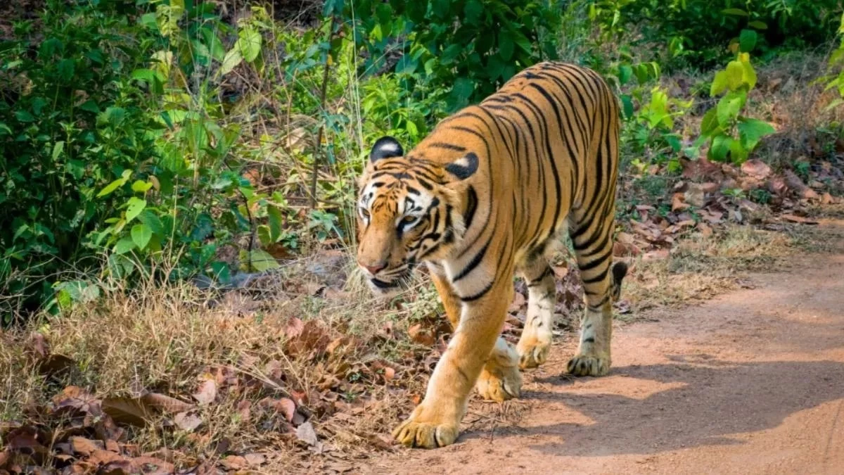 International Tiger Day 2025: टाइगर स्टेट में बाघों की सुरक्षा चुनौती... छह माह में 29 बाघों की मौत, पांच साल में 237