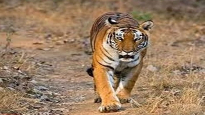 जब अचानक सामने आई बाघिन से महज चार-पांच फुट की दूरी पर हुआ आमना-सामना