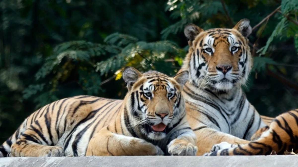इंदौर जू में बाघ रहते हैं टेंशन फ्री, यह ब्रीडिंग के लिए परफेक्ट; 10 साल में यहां जन्में 25 से ज्यादा शावक
