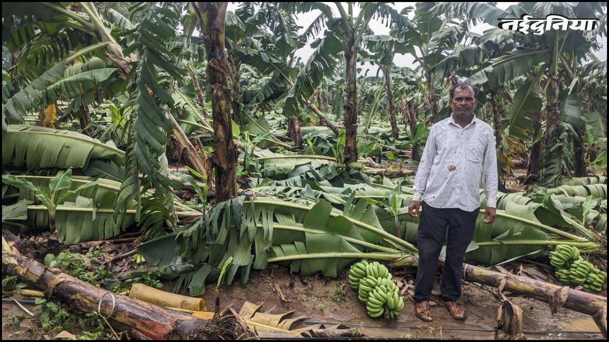 Rain in MP: कुदरत का कहर... सिर्फ दो घंटे की मूसलाधार बारिश से तबाह हुई 50 हेक्टेयर फसल