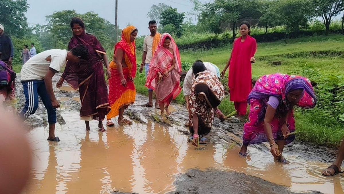 डिंडौरी में अनोखा विरोध : ग्रामीणों ने बीच रास्ते में लगाया धान का रोपा, बोले- जगह-जगह कीचड़