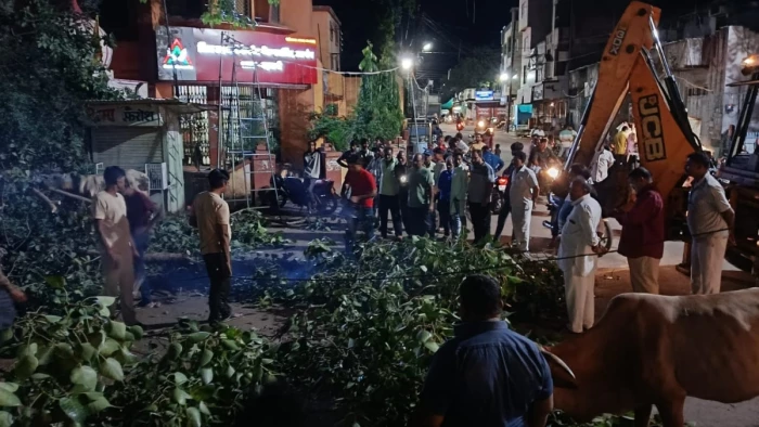 MP News: बड़वानी में बड़ा हादसा, मोटी माता मंदिर के बाहर गिरा पीपल का पेड़, दुकानें और स्कूटी क्षतिग्रस्त