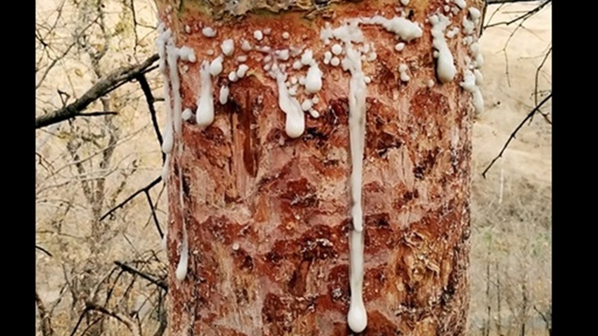 त्‍योहार आते ही बाजारों में पहुंचने लगा तस्करी का गोंद, चकमा दे रहे तस्कर