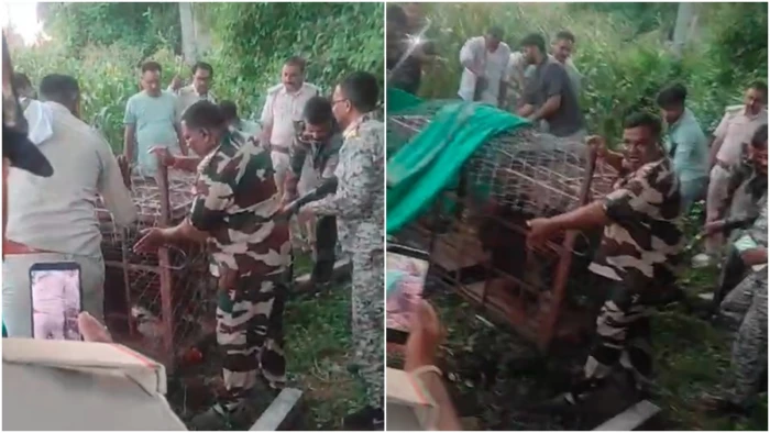 बुरहानपुर जिले में तीन दिन से पेड़ पर चढ़ा था भालू, शहद की खुशबू पिंजरे तक खींच लाई