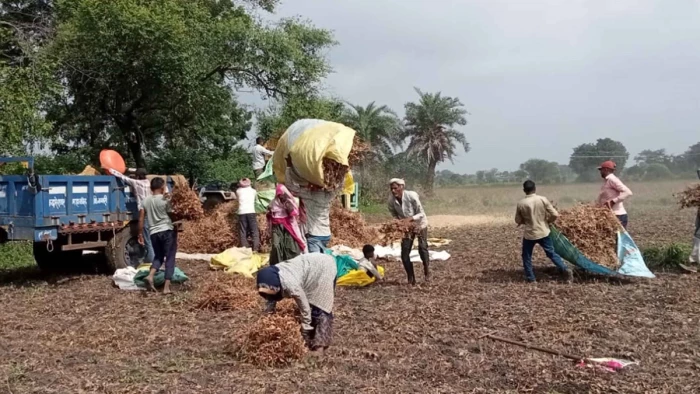 रतलाम जिले में बारिश की कमी से खरीफ का उत्पादन घटा, अब रबी की फसल को लेकर चिंता में किसान