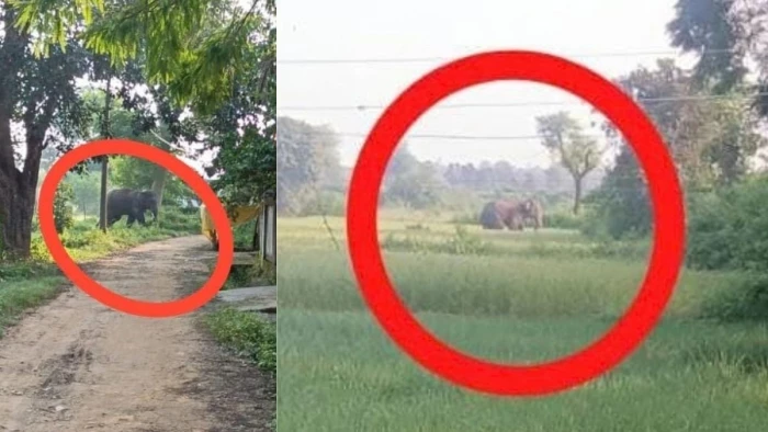 बाणसागर डैम तैरकर शहडोल के ब्यौहारी पहुंचा जंगली हाथी, लोग घरों में दुबके; 24 दिन से कर रहा परेशान