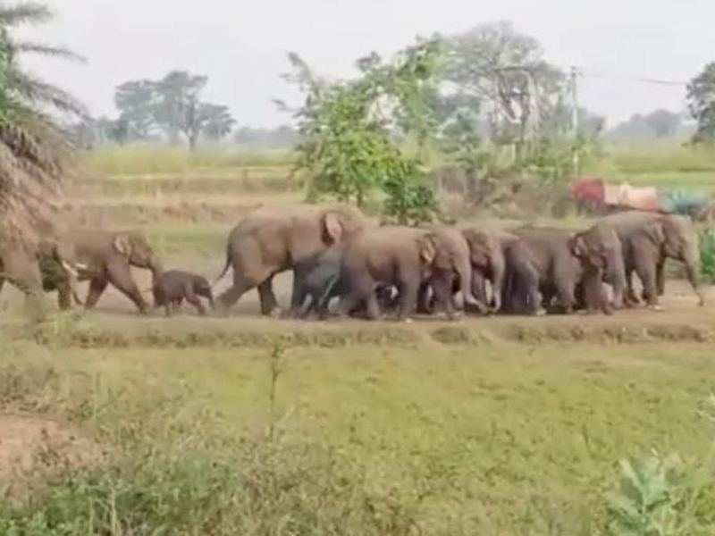 Lemru Elephant Reserve: लेमरु हाथी रिजर्व के लिए राज्य सरकार ने जारी की अधिसूचना