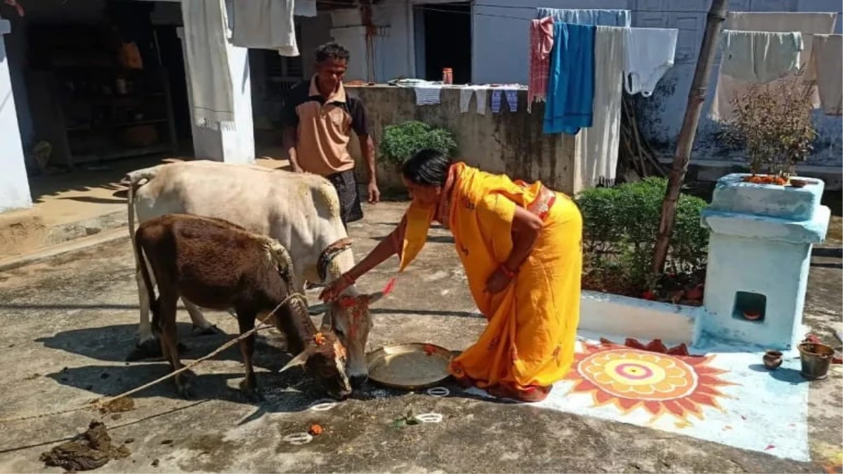उत्तर छत्तीसगढ़ में जनजातीय ''सोहराई तिहार '' के रूप में मनाते हैं दिवाली
