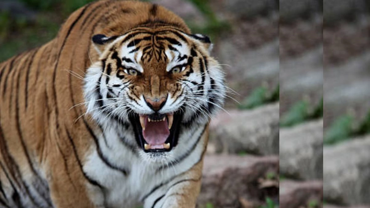 VIDEO: सड़क और रिसॉर्ट के बीच गुस्से में दौड़ती नजर आई बाघिन, बांधवगढ़ में दिखा हैरान करने वाला नजारा