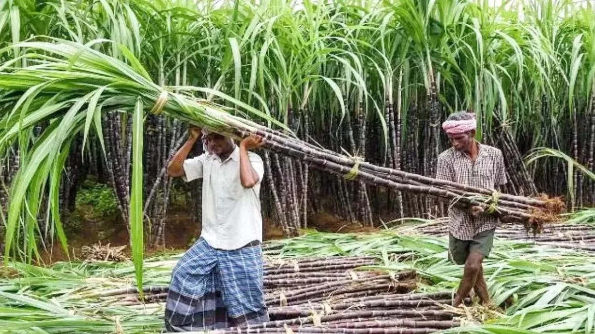 किसानों की बल्ले-बल्ले, पंचायत चुनाव से पहले UP में गन्ने की कीमतों में वृद्धि का एलान