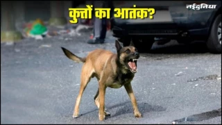 भोपाल में आवारा कुत्तों का आतंक... जान बचाने में फिसली स्कूटी, 20 दिन बाद DJ संचालक युवक की मौत