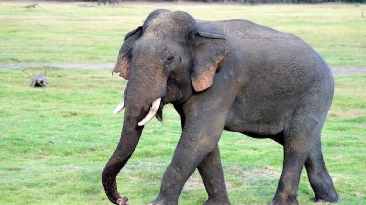 22 दिन मैहर में बिताकर बांधवगढ़ लौटा था हाथी, एक महीने बाद फिर उसी रास्ते से आया