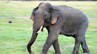 22 दिन मैहर में बिताकर बांधवगढ़ लौटा था हाथी, एक महीने बाद फिर उसी रास्ते से आया