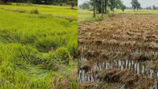 कोंडागांव में चक्रवात 'अर्णब' का कहर, खेतों में धान की फसल बर्बाद होने का खतरा, कई इलाकों में बिजली ठप