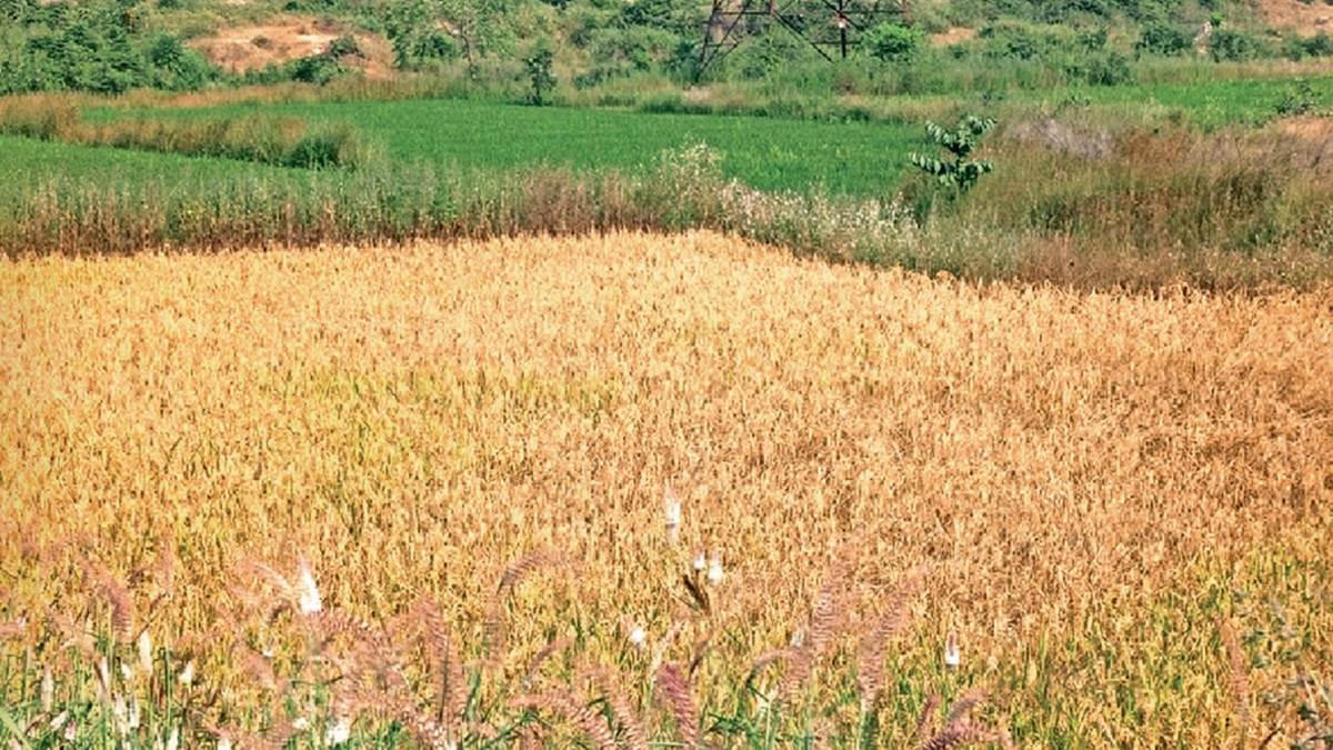 कोरबा में तूफानी बारिश से धान की फसल के खराब होने का डर, 43% उपज पककर तैयार