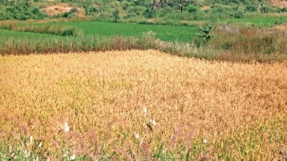 कोरबा में तूफानी बारिश से धान की फसल के खराब होने का डर, 43% उपज पककर तैयार