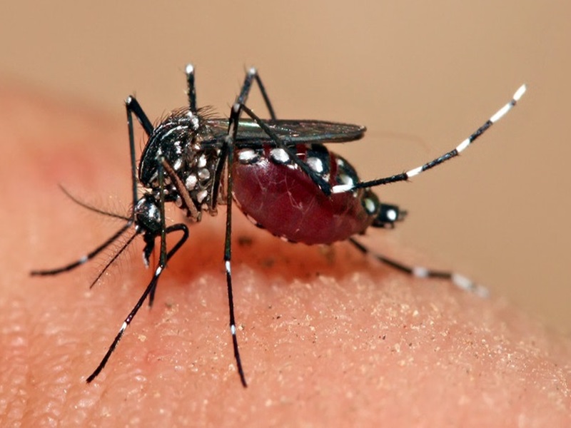 मलेरिया संक्रमित होने के बाद शरीर में बनती है मजबूत इम्‍युनिटी, जानिये शोध का खुलासा